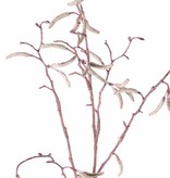 Berkenkatjestak (Betula pendula) x25fruits, 66cm