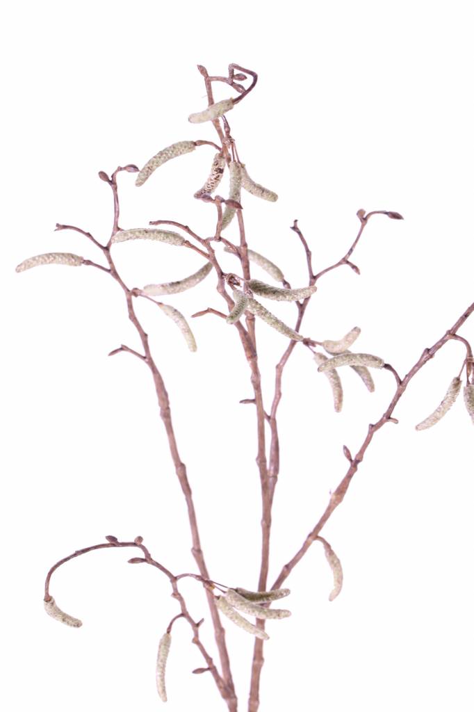 Berkenkatjestak (Betula pendula) x25fruits, 66cm