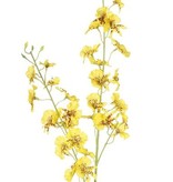 Oncidium (Tiger Orchid), 34 flores, 11 capullos, 87cm