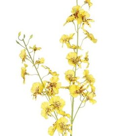 Oncidium (Tigerorchidee) mit 34 Blüten, 11 Knospen, 87cm