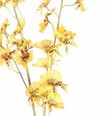 Oncidium (Tigerorchidee) mit 34 Blüten, 11 Knospen, 87cm