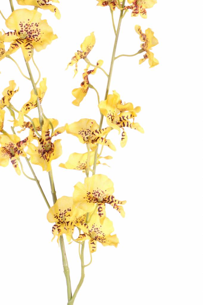 Oncidium (Tiger Orchid), 34 flores, 11 capullos, 87cm