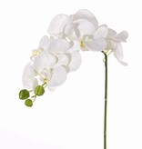 Phalaenopsis (Orchidee) "Noa" mit 9 Blüten (Ø 6 - 8cm)und 3 Knospen, 43cm