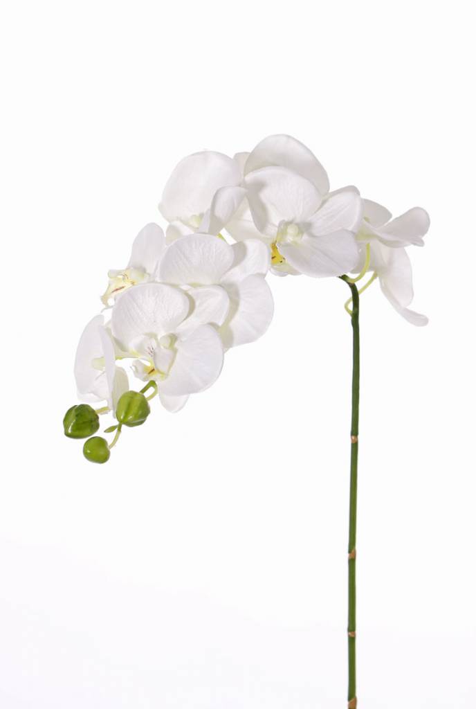 Phalaenopsis (orchid) "Noa" x9 flrs & 3 bds, 43cm