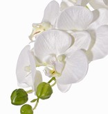 Phalaenopsis (Vlinderorchidee) "Noa" x9flrs (8cm/6cm) & 3buds, 43cm