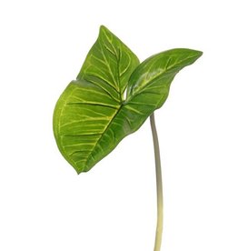 Arum Maculatum leaf (Syngonium) "Naturals" (PE) 15x23cm, 53cm