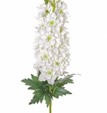 Delphinium "Jade Collection", ø15cm, flor 45cm, 3 hojas 95cm