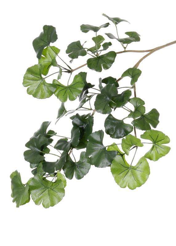 Ginkgo Biloba (Japanischer Tempelbaum) Blattzweig mit 52 Blättern, 70cm - schwer entflammbar