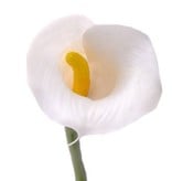 Calla lelie (Zantedeschia) small, ø5*6.5cm, 55cm