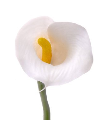 Calla lelie (Zantedeschia) , Ø 5*6.5cm, 55cm