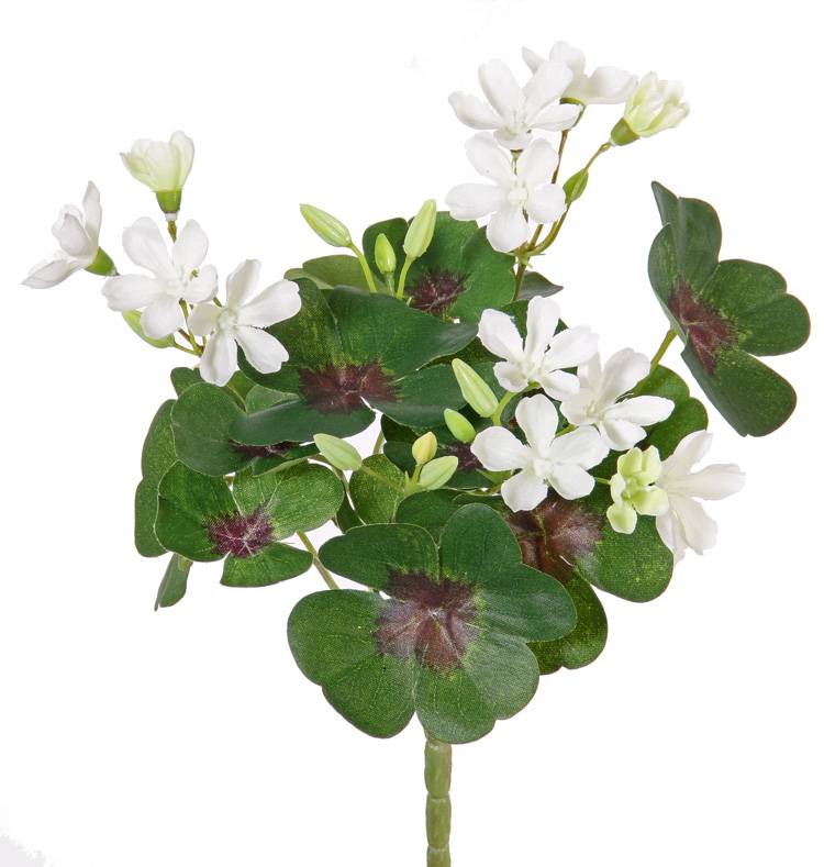 Oxalis (oca / vinagrera) con 14 flores y 14 hojas, 22cm - precio especial