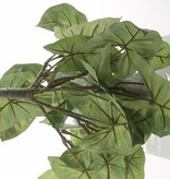 Nephthytis "Vital Greens" with 7 branches,  25 lvs, 40cm, Ø 35cm