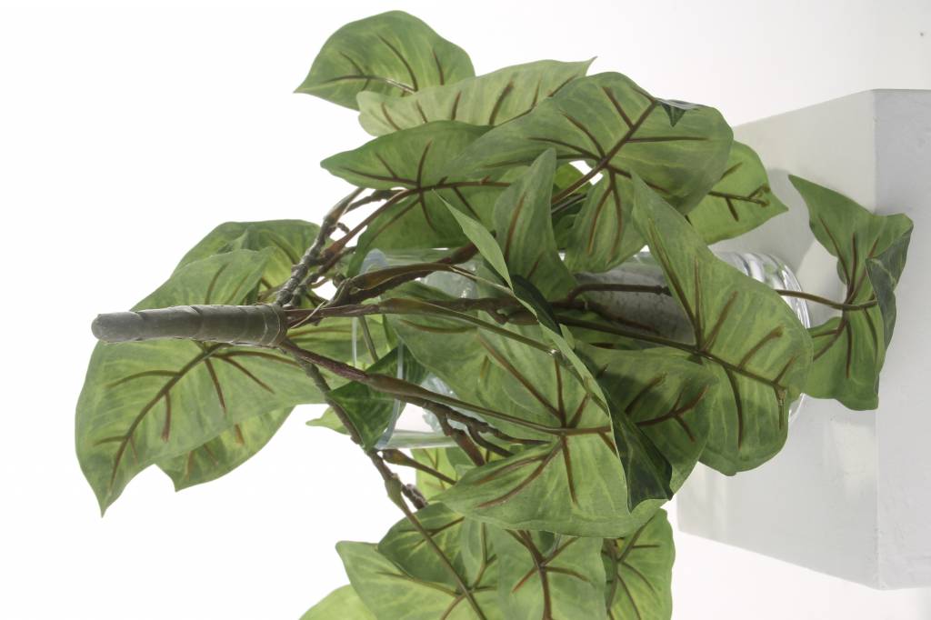 Nephthytis "Vital Greens" with 7 branches,  25 lvs, 40cm, Ø 35cm