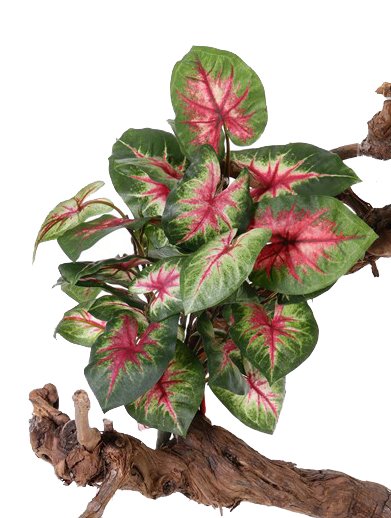 Caladium "Vital Greens" con 31 hojas,  40cm,  Ø  35cm