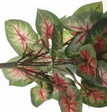 Caladium "Vital Greens" con 31 hojas,  40cm,  Ø  35cm