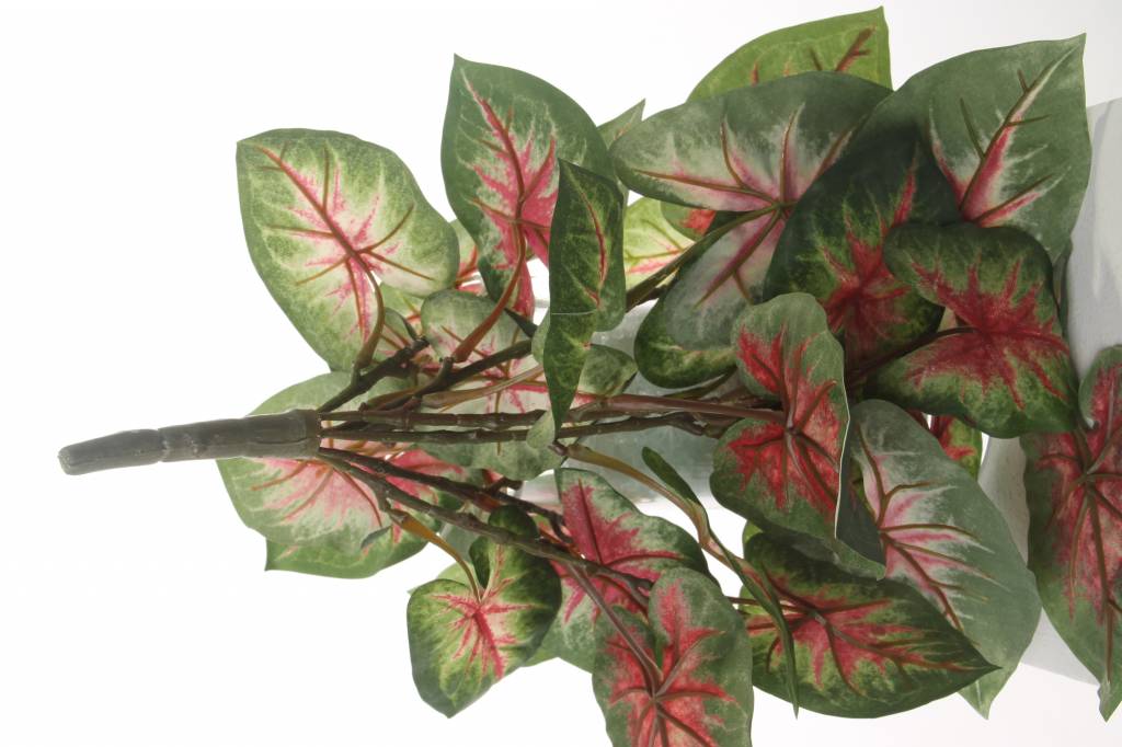 Caladium "Vital Greens" x7 mit 31 Blättern, 40cm, Ø 35cm