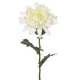 Bolchrysant "New art", Ø 16cm, x3lvs, 76cm