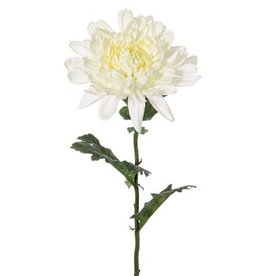 Bolchrysant "New art", Ø 16cm, x3lvs, 76 cm