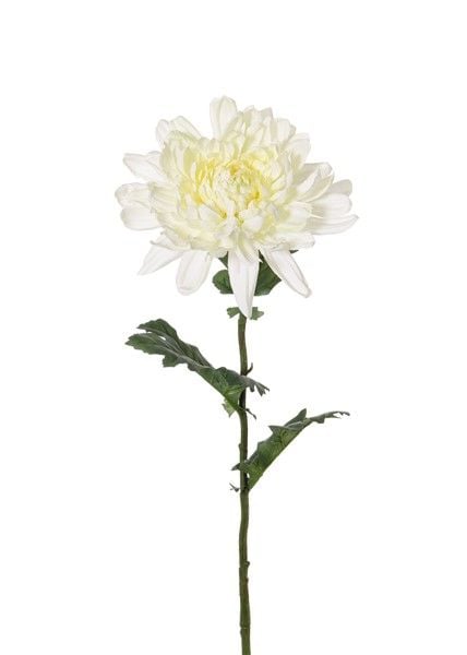 Bolchrysant "New art", Ø 16cm, x3lvs, 76cm