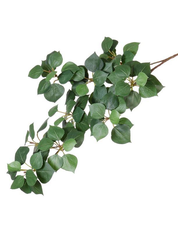 Álamo (Populus), 90 hojas, 70cm