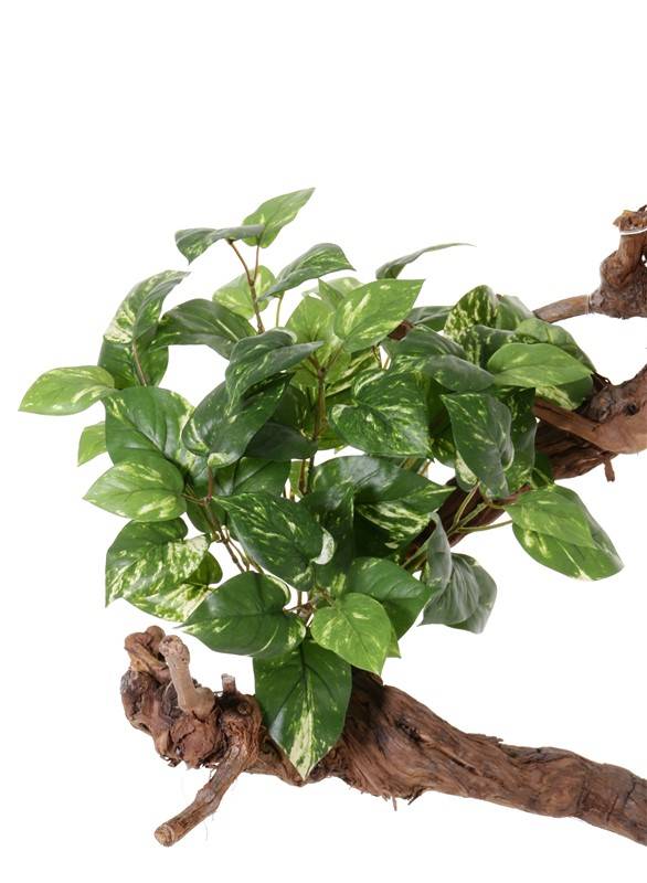 Pothos (Scindapsus) medium, 60 hojas, 50 cm, resistente al fuego
