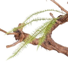 Ramitas Filicopsida,  5 hojas,  68cm