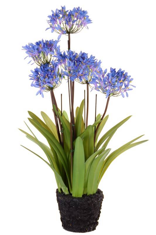 Agapanthus (Afrikanische Lilie) mit 6 großen Blumen, 54 Knospen, Kunsterde-Ballen, 80cm