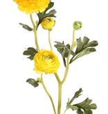 Ranonkel (Ranunculus) "Glory", 3 flores, 4 capullos & 12 hojas, 65 cm