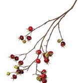 Rosa rugosa, 27 fruits, 110cm