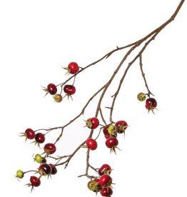 Rosa rugosa, 27 frutas, 110cm