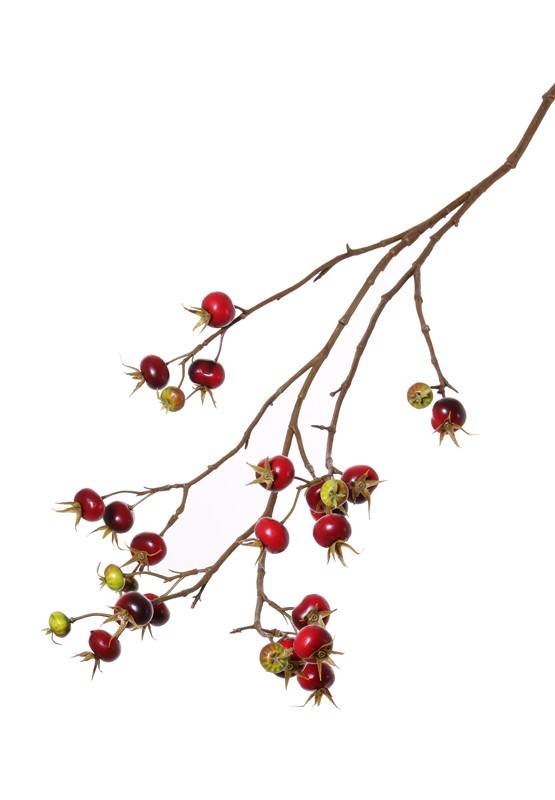 Rosa rugosa, 27 frutas, 110cm