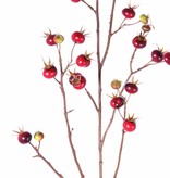 Kartoffelrose, Apfel-Rose, (Rosa rugosa) mit 27 Früchten, 110cm