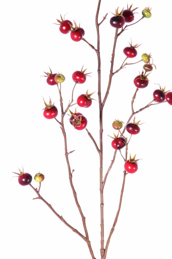 Rosa rugosa, 27 fruits, 110cm