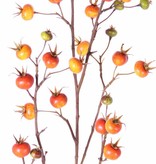 Rosa rugosa, 27 frutas, 110cm