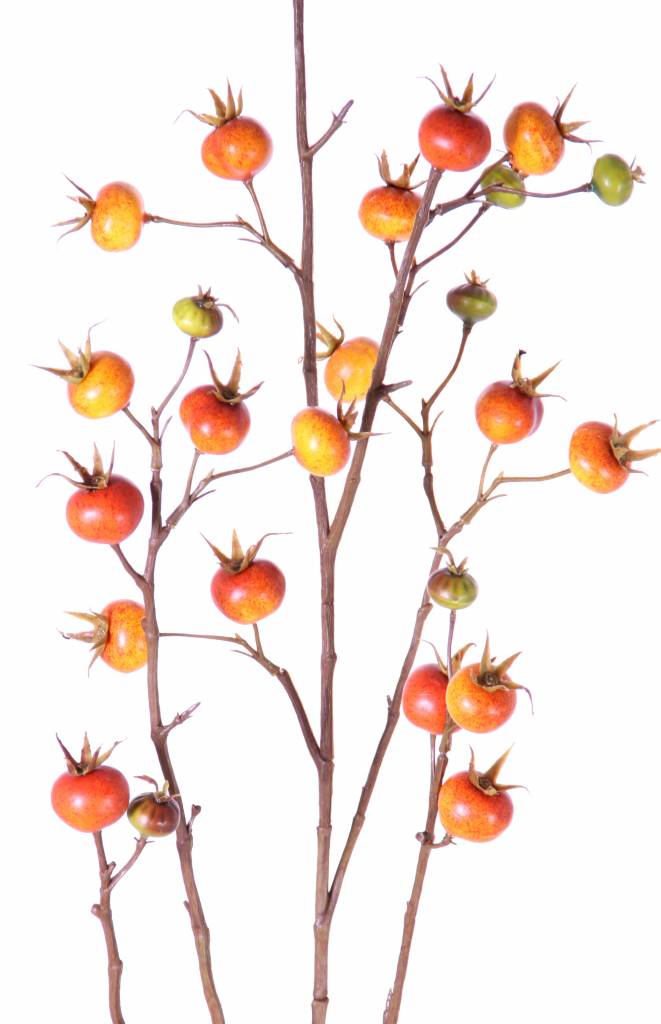 Rozenbotteltak (Rosa rugosa) x27fruits, 110cm