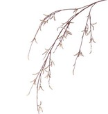 Berkenkatjestak (Betula pendula) x80fruits, no lvs, 91cm