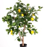 Citroenboompje (Citrus limon), 3 fruit (7 med, 6 smll) 378 bladeren, 85cm, in pot