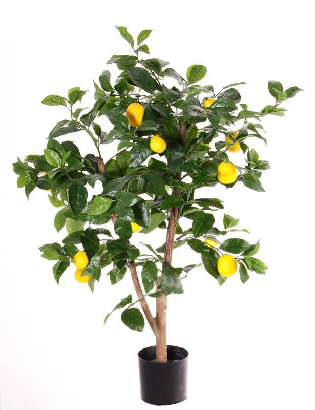 Citroenboompje (Citrus limon), 3 fruit (7 med, 6 smll) 378 bladeren, 85cm, in pot