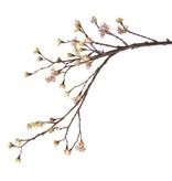 Esdoorn (Acer) tak, 27 fruits, 8 bloemen, 111 cm