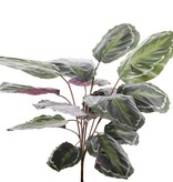 Calathea "Medaillion", 16 Blätter, natural touch, 76cm