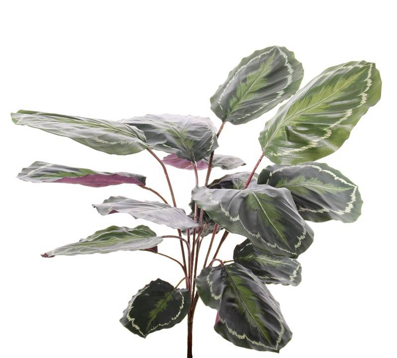 Calathea "Medaillion", 16 bladeren, natural  touch, 76cm