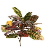 Croton plant medium x3, x24lvs, 50cm