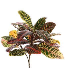 Croton medium mit 24 Blättern, 50cm