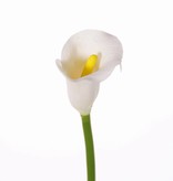 Calla Lily (Zantedeschia) small, ø5*6.5cm, 55cm, full plastic