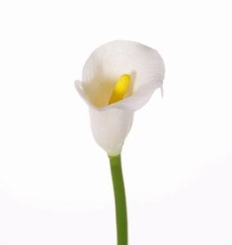 Calla lelie (Zantedeschia) small, ø5*6.5cm, 55cm