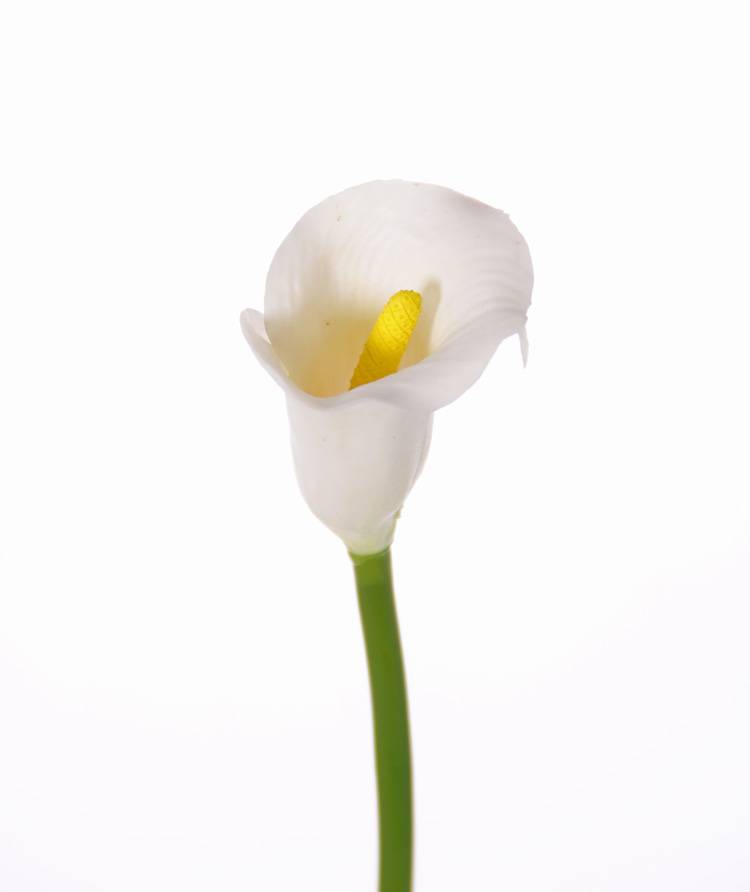 Calla lelie (Zantedeschia) small, ø5*6.5cm, 55cm