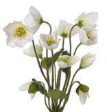 Christmas rose (Hellebore) plant x12 with 6 flowers, 6 buds & 4 leaves 30cm