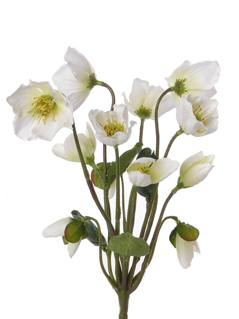 Christmas rose (Hellebore) plant x12 with 6 flowers, 6 buds & 4 leaves 30cm