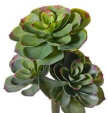 Echeveria 28cm (incl. stem: 9cm),  Ø 20cm