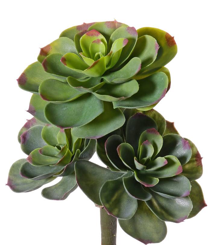 Echeveria 28cm (incl. stem: 9cm),  Ø 20cm